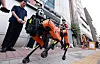 Robot dog deployed in Seoul gas leak near Hanseong Baekje Station