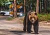 A bear walks toward the camera on a wooded safari road at Everland, with a vehicle behind it.