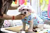 A dog stares at a camera during a pet-related exhibition held in western Seoul on June 21.