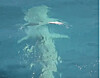 A whale shark is seen in waters off Jeju on June 30.