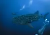 A whale shark swims through the waters off of Wolf Island, Ecuador, on June 9, 2024.