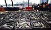 Rows of mackerels in crates at a fish auction house with workers in the background.