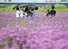 People with umbrellas pose in a field of pink-purple verbena flowers at Daejeo Ecological Park in Busan.