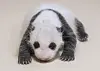 A panda cub born last month in Yongin, Gyeonggi, is seen in an undated photo.