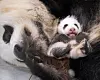 A panda cub born last month at Everland in Yongin, Gyeonggi, is seen cradled by its mother, Ai Bao, in an undated photo.