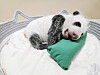A panda cub born last month in Yongin, Gyeonggi, is seen in an undated photo.