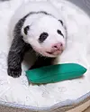 A panda cub born last month at Everland in Yongin, is seen in an undated photo.