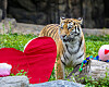Siberan tiger Sarang is seen in an undated photo provided by the Seoul Grand Park.