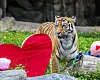 Siberan tiger Sarang is seen in an undated photo provided by the Seoul Grand Park.
