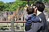A child wearing a giraffe headband watches giraffes in their enclosure at Seoul Grand Park in Gyeonggi on May 5.