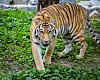 Siberan tiger Sarang is seen in an undated photo provided by the Seoul Grand Park.