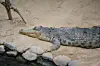 A crocodile is seen on sand in an undated file photo.