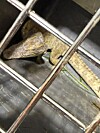 A crocodile captured in a stream in Yeoju, Gyeonggi