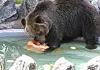 A bear plays with icy snack in a pool at its enclosure in Daegu on July 21.
