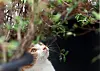 A cat gazes at sprouting leaves in a garden in Gyeonggi on Feb. 19.