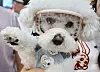 A pet wears sunlight-protection goggles at an exhibition held in southern Seoul on July 17.