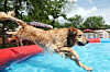A dog jumps into a pool in Mapo District, western Seoul, on July 26. This photo is unrelated to the story.