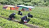 Workers farm strawberries beneath sun shades in South Gyeongsang on July 27.