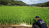 A worker in a black jacket pumps water into a green rice field beside a narrow ditch in a rural area.