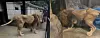 Left: Barami gains health after relocated to the Cheongju Zoo in North Chungcheong; Right: Barami is seen underweight.