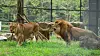 Barami, a male lion, right, plays with lioness Dodo at Cheongju Zoo in North Chungcheong on Aug. 20, 2024. / 함께 놀고 있는 '갈비사자' 바람이와 도도 (청주=연합뉴스) 이성민 기자 = '갈비사자' 바람이와 암사자 '도도'가 20일 오후 청주동물원 동물보호시설에서 함께 놀고 있다. 2024.8.20 chase_arete@yna.co.kr/2024-08-20 15:39:47/