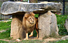 Barami, a male lion, is seen at Cheongju Zoo in North Chungcheong on Oct. 23, 2023.
