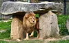 Barami, a male lion, is seen at Cheongju Zoo in North Chungcheong on Oct. 23, 2023.