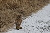 Climate change could doom four Korean mammals — but could help a fifth