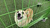 Tan-and-white dog looking through a green wire enclosure on artificial grass.
