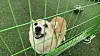Tan-and-white dog looking through a green wire enclosure on artificial grass.
