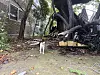 Stray cats face death as South Korea redevelopment destroys their