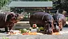 Three hippopotamuses enjoy icy snacks amid heat wave at a Zoo in Gwacheon in Gyeonggi on Aug. 7.
