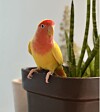 Student_Voice : The bird in my hair