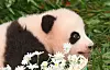 Giant panda cub Shu Bao, the fourth panda born in Korea, makes her first public appearance at Everland in Yongin, Gyeonggi, on Sept. 11.