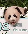Giant panda cub Shu Bao, the fourth panda born in Korea, makes her first public appearance at Everland in Yongin, Gyeonggi, on Sept. 11.