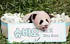 Shu Bao, the fourth giant panda born in Korea, makes her first public appearance at Everland in Yongin, Gyeonggi, on Sept. 11.