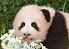 Shu Bao, the fourth giant panda born in Korea, is seen during her first public appearance at Everland in Yongin, Gyeonggi, on Sept. 11.
