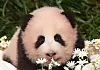 Shu Bao, the fourth giant panda born in Korea, makes her first public appearance at Everland in Yongin, Gyeonggi, on Sept. 11.