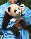 Shu Bao, the fourth giant panda born in Korea, appears to wave her paw as veteran zookeeper Kang Cheol-won holds her and gently moves her arm during her first public appearance at Everland in Yongin, Gyeonggi, on Sept. 11.