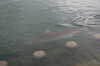 Shark spotted again in Busan waterfront park waterway