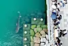 People crowd around a waterway to see a shark at North Port Waterfront Park in Dong District, Busan, on Sept. 20.
