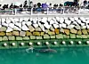 People crowd around a waterway to see a shark at North Port Waterfront Park in Dong District, Busan, on Sept. 20.