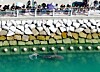 Copper sharks spotted in Busan waterfront park waterway