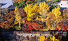 A colorful scene of fall foliage is seen in central Seoul on Nov. 14, 2025.
