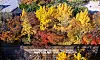 A colorful scene of fall foliage is seen in central Seoul on Nov. 14, 2025.
