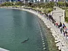A shark, named 'Bukang-i,' swims in a canal at the North Port Waterfront Park in Busan on Oct. 3.