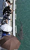 A shark named Bukang-i appears near the surface of a waterway as visitors watch from the railing at North Port Waterfront Park in Busan on Oct. 5.