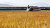 A farmer harvests rice in a field in Gyeonggi on Oct. 8 as the region enjoys mild autumn weather.
