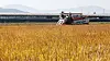 A farmer harvests rice in a field in Gyeonggi on Oct. 8 as the region enjoys mild autumn weather.
