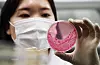 A researcher conducts a bacterial culture test for food poisoning at the institute in Suwon, Gyeonggi, on April 16.